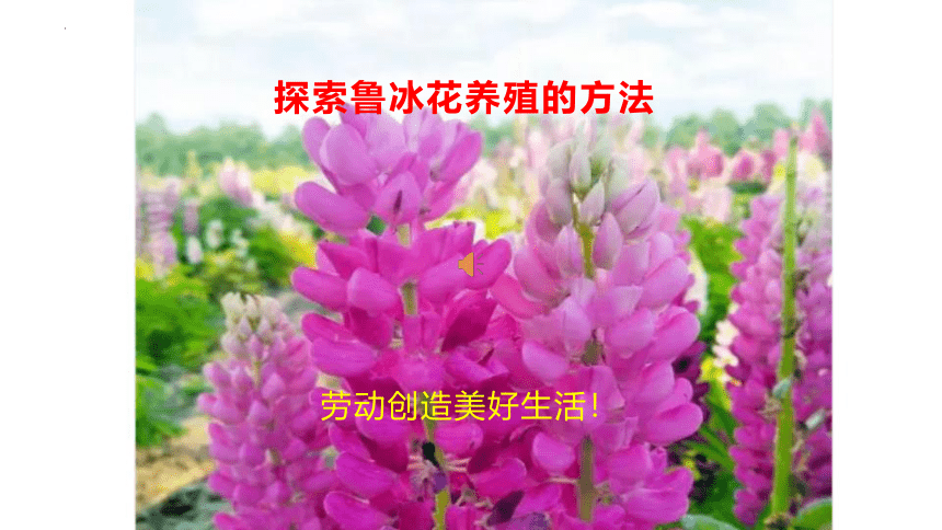 高中劳动