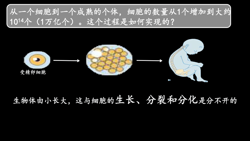 初中生物